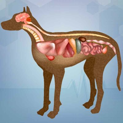 Krankheiten und Störungen bei Hunden nach Systemen