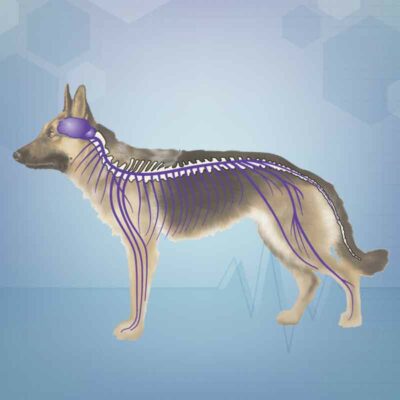 Nervous system disorders in dogs