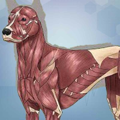 Skeletal and muscular disorders in dogs