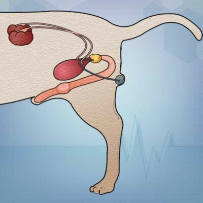 Urinary and reproductive systems diseases in dogs