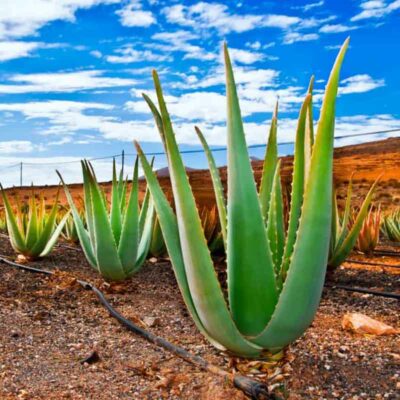 Aloe Vera plant as gel for dogs