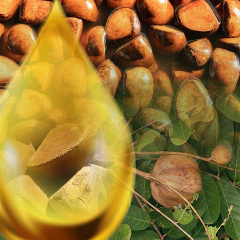 Pure andiroba oil as treatment against cellulite. Oil from natural andiroba nuts for cellulitis treatment for health and med by traindee