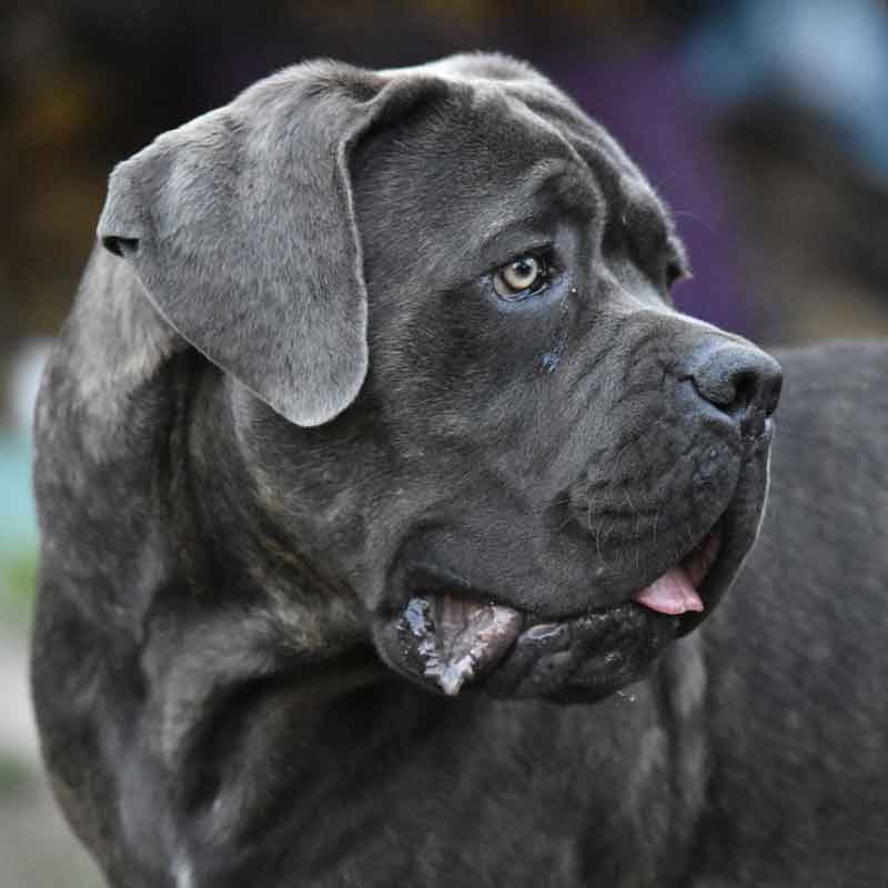 The Cane Corso dog breed