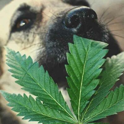 Natürliches Cannabis für Hunde