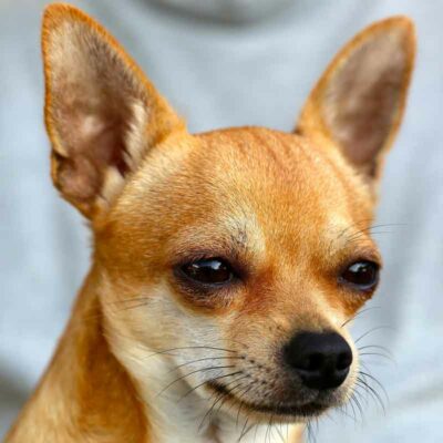 Cane Chihuahua