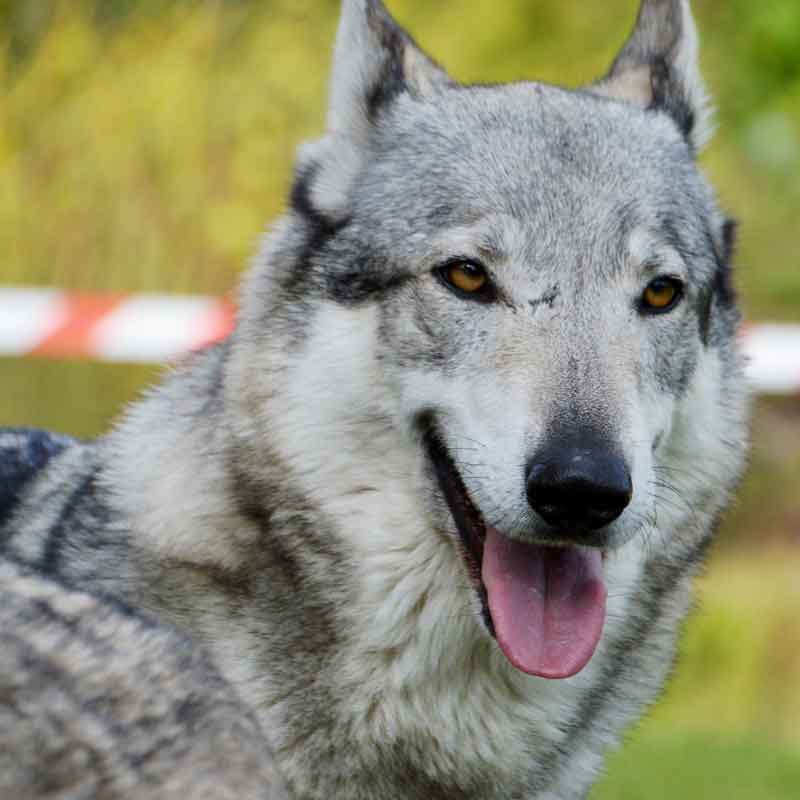 dog that looks like a wolf with blue eyes