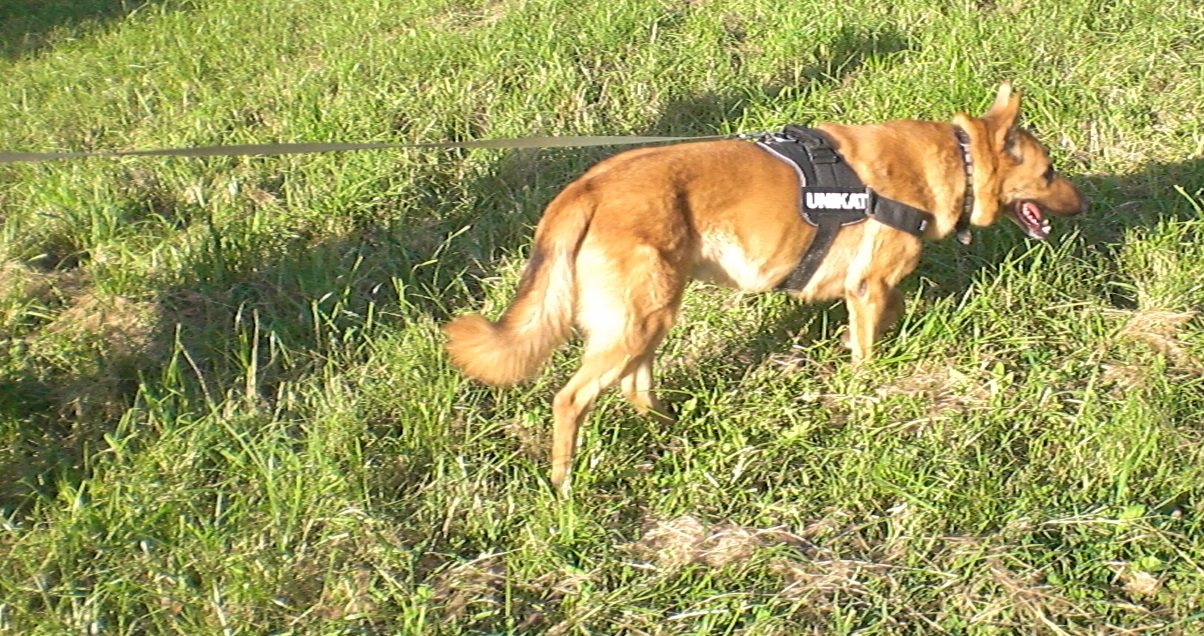 Berger allemand brun tirant sur une longue laisse dans la nature lors d'une randonnée.