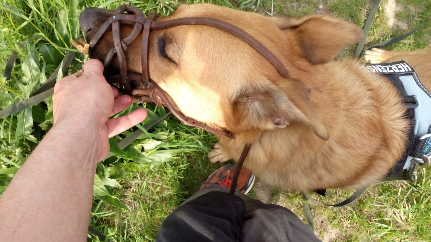 giving dog a treat for positive reinforcement during dog training dog with muzzle and leash