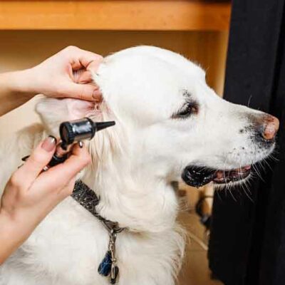 Ohrenerkrankungen bei Hunden