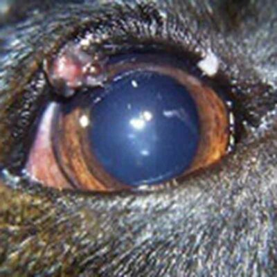 Augenerkrankungen bei Hunden