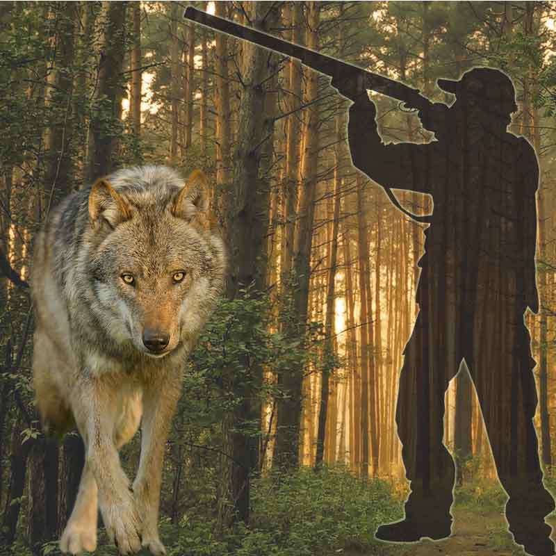 Soll der Wolf zum Abschuss durch Jäger freigeben werden weil er Schafe und andere Weidetiere reißt. Jäger und Wolf im Wald.