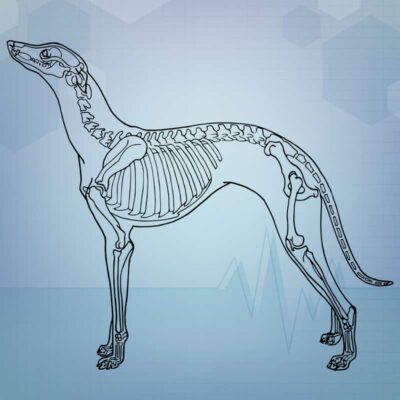 Skeletal bone disorders in dogs